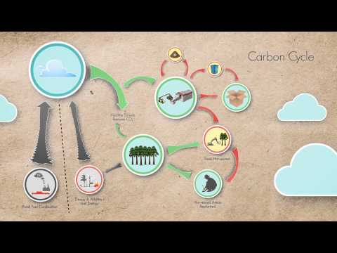 What is &quot;Carbon Neutrality&quot;?