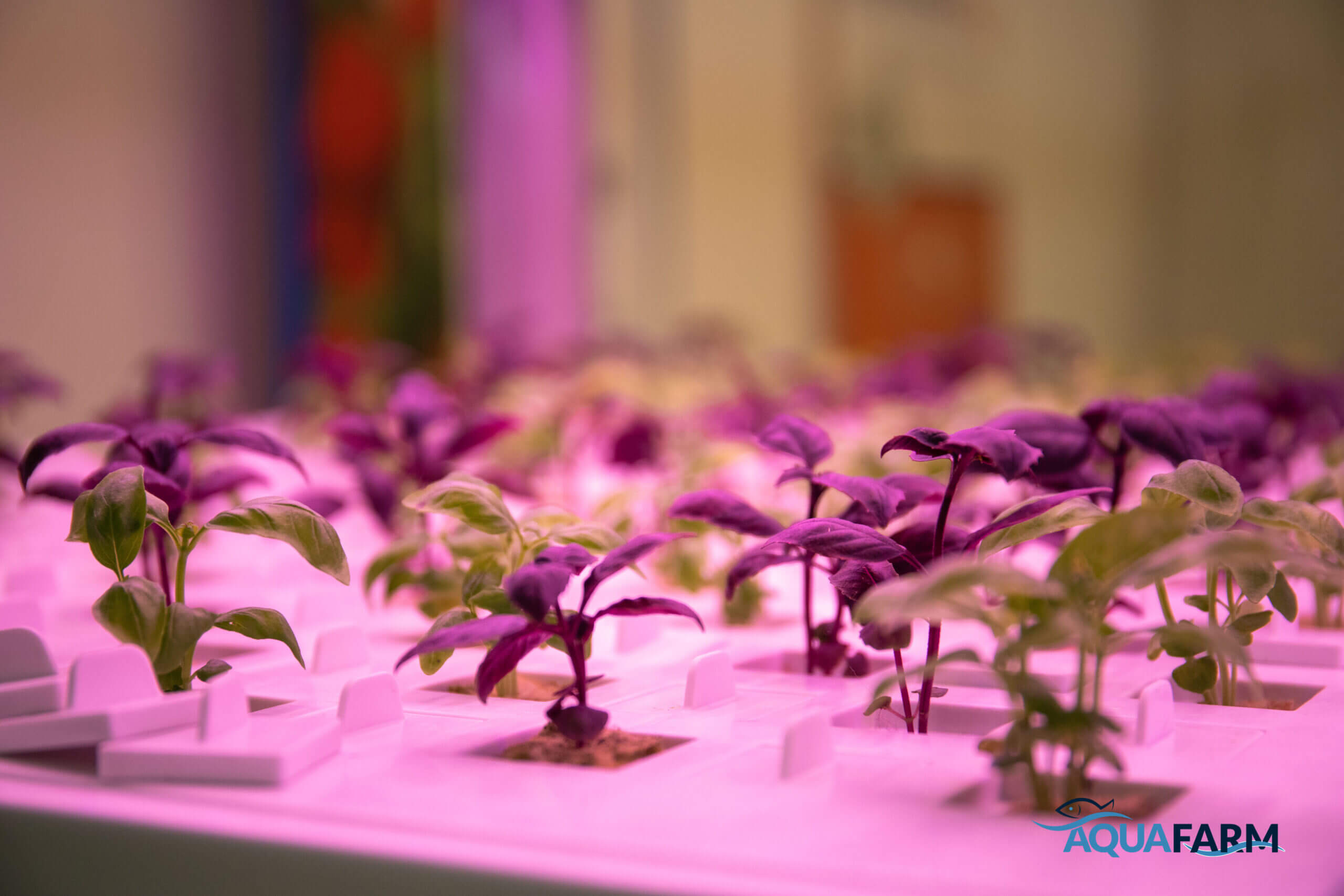 novelfarm 2023