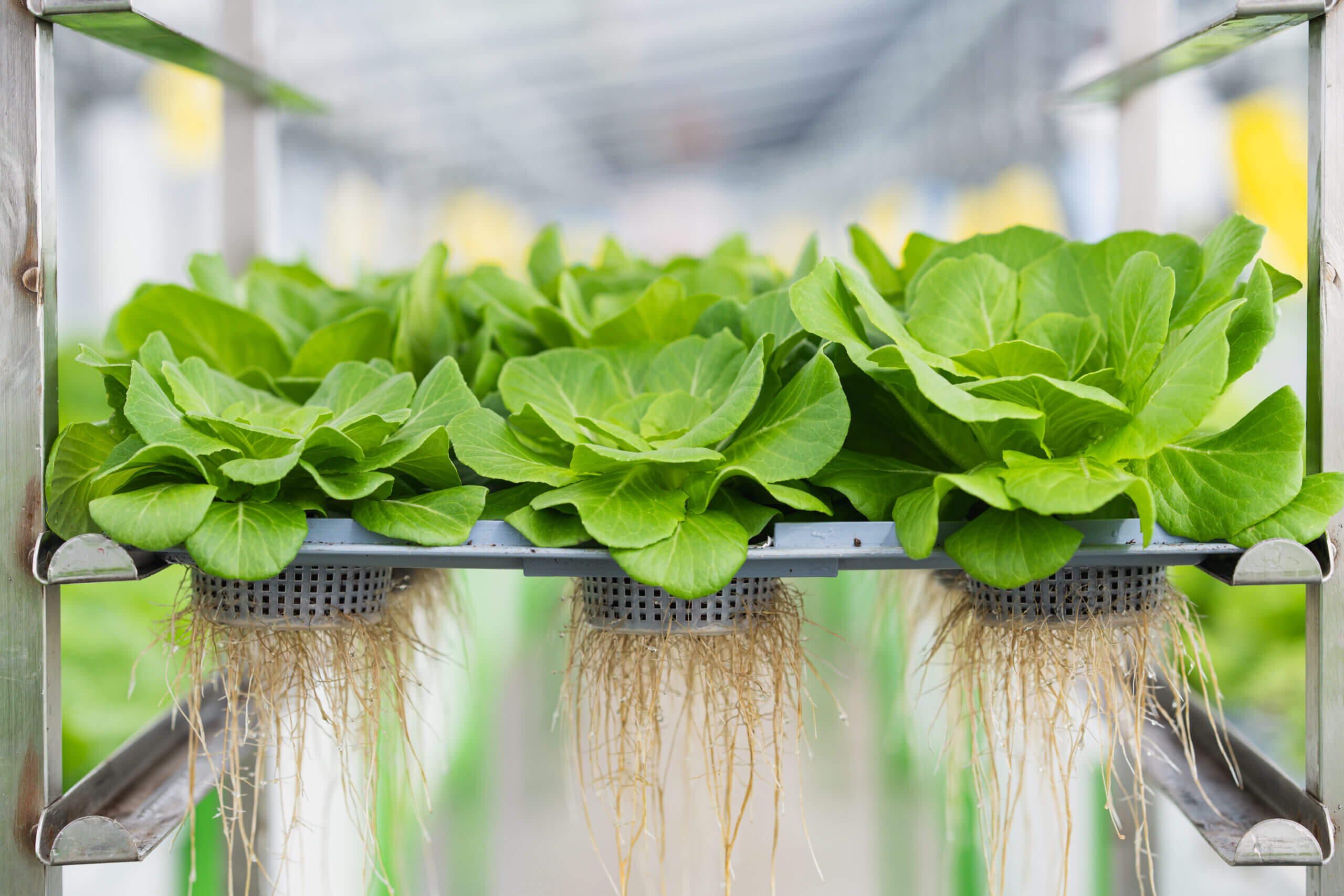 Startup Agricooltur E La Coltivazione Aeroponica Per L HoReCa