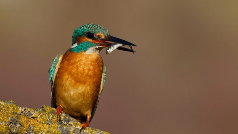 Climate action: 700 dipendenti BCG tutelano la biodiversità delle Oasi WWF