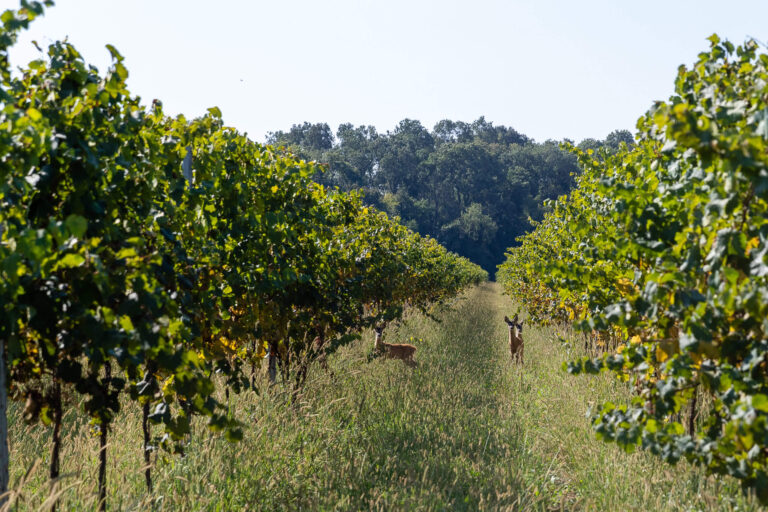 Biodiversità: il progetto di conservazione del Bosco di Lison per la tutela delle infrastrutture verdi