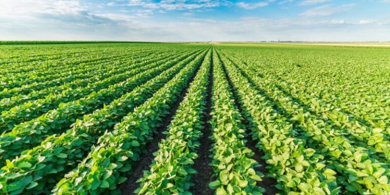 Incentivi ISMEA per avvicinare i giovani all’agricoltura