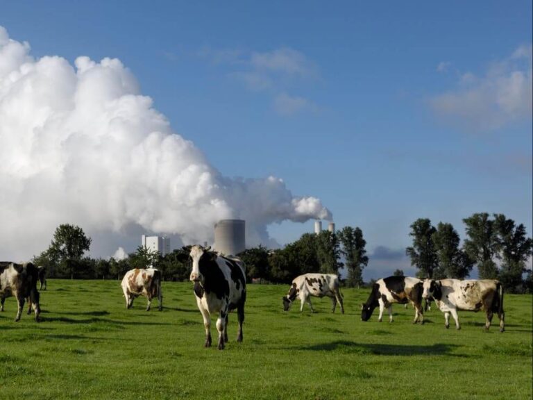 “Il nuovo carbone? Sono le mucche”: così gli investitori leader chiedono ai governi di ridurre le emissioni agricole