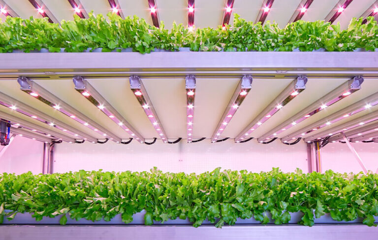 Signify-Planet Farms, ecco i led “smart” per gli ortaggi