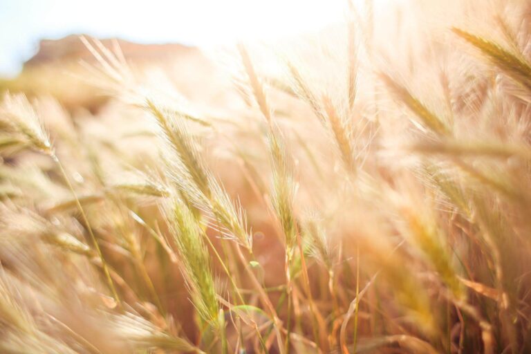 UE, agroalimentare: a luglio 2022 lieve rallentamento, ma aumentano le esportazioni di cereali